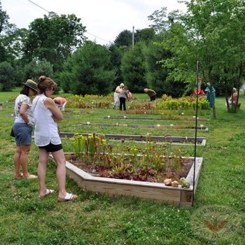 Carnivorous Plant Nursery Open House June 2015
