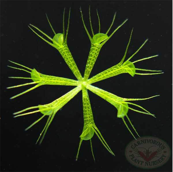 Aldrovanda vessiculosa