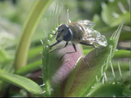 BBC Jaws of Death segment about the Venus Flytrap.