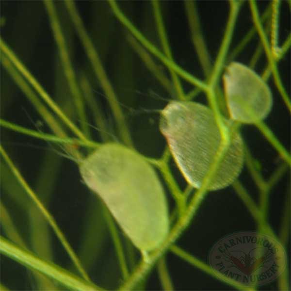 Bladderworts