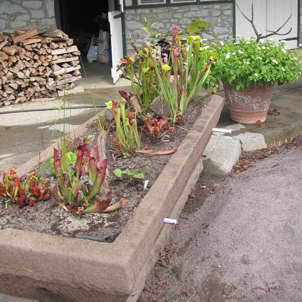 carnivorous-plant-sandstone-trough.7.png