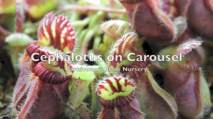 Cephalotus on Carousel