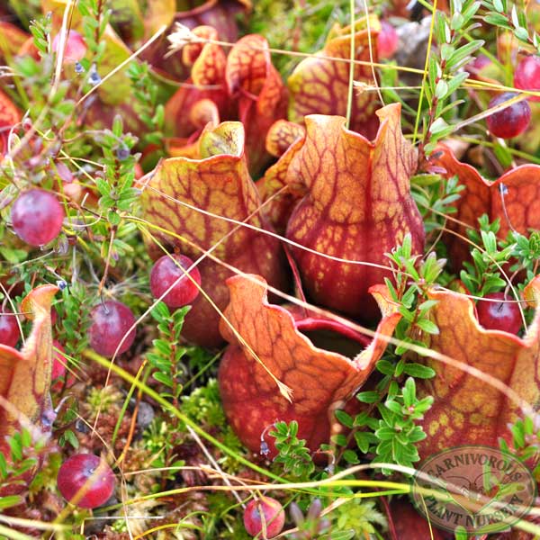 Cranberry and Sarracenia purpurea