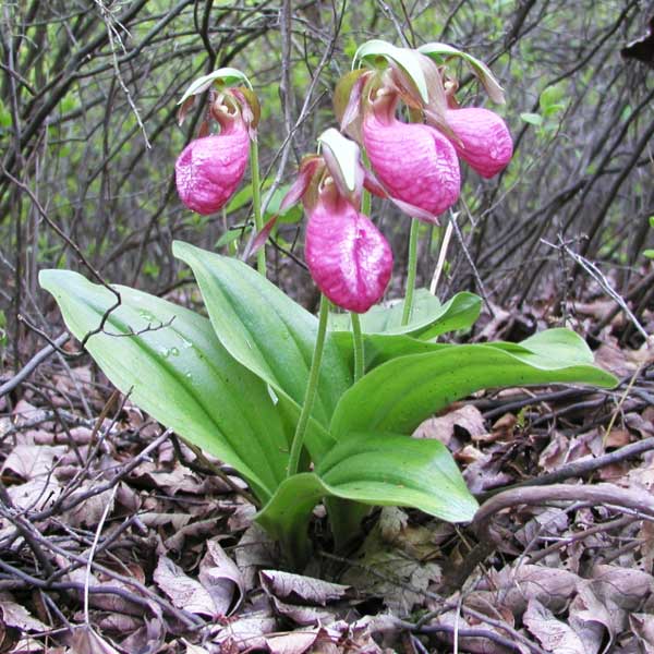 Upland Orchids