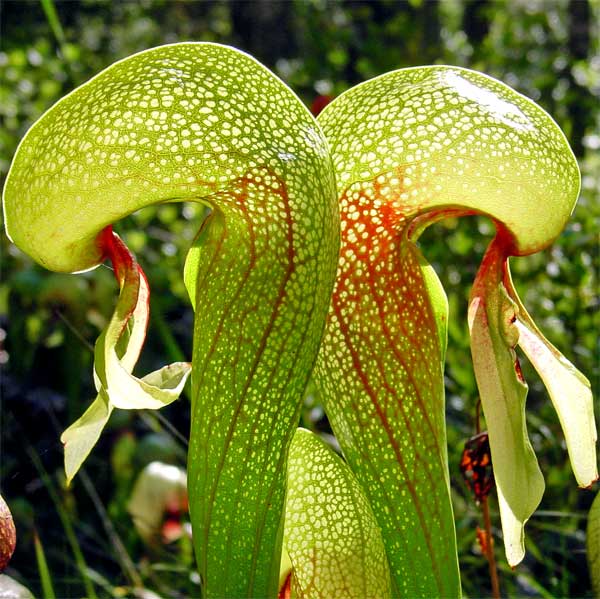 Darlingtonia California