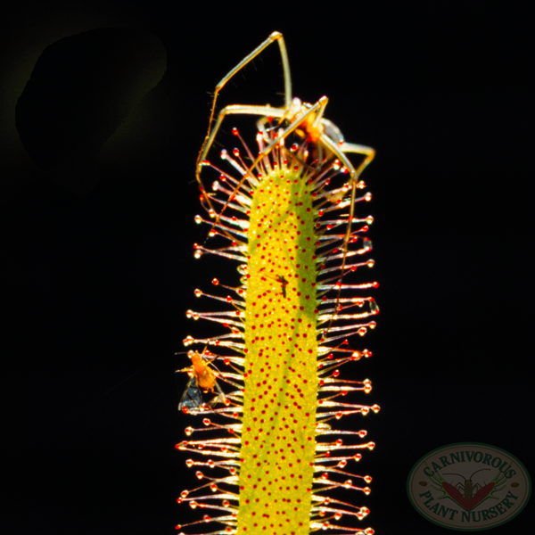 Sundews