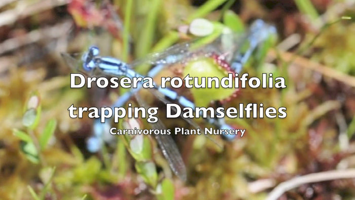 Carnivorous Plants trapping insects