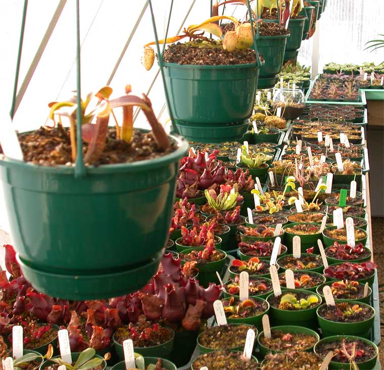 Suggestions for Carnivorous Plants to Grow