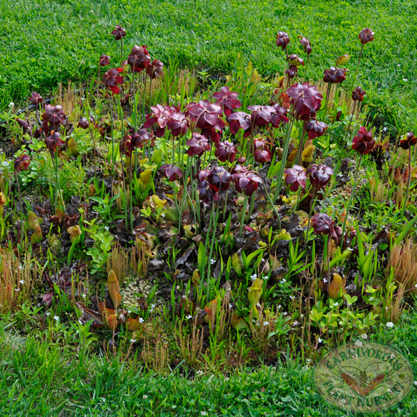 bog garden 2 years old