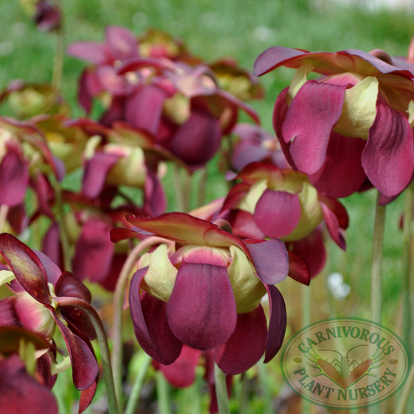 Growing Tips for Sarracenia