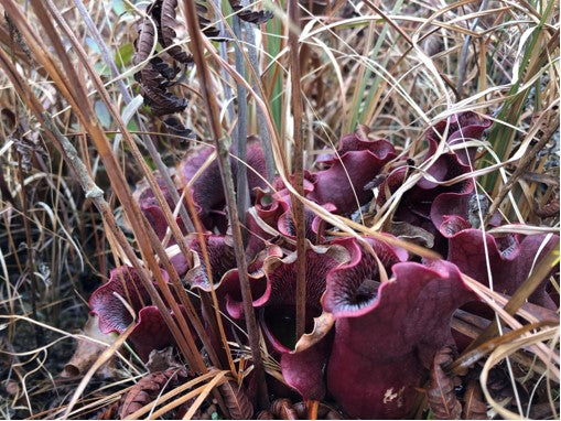 Lewis Ocean Bay Heritage Preserve