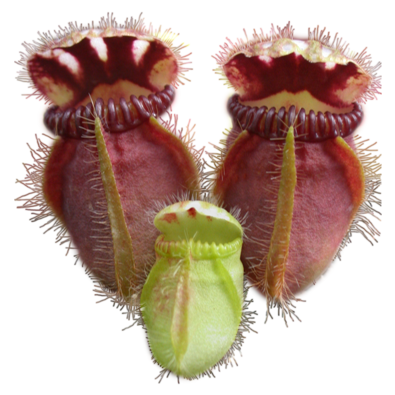 Carnivorous Plant Scientific Classification