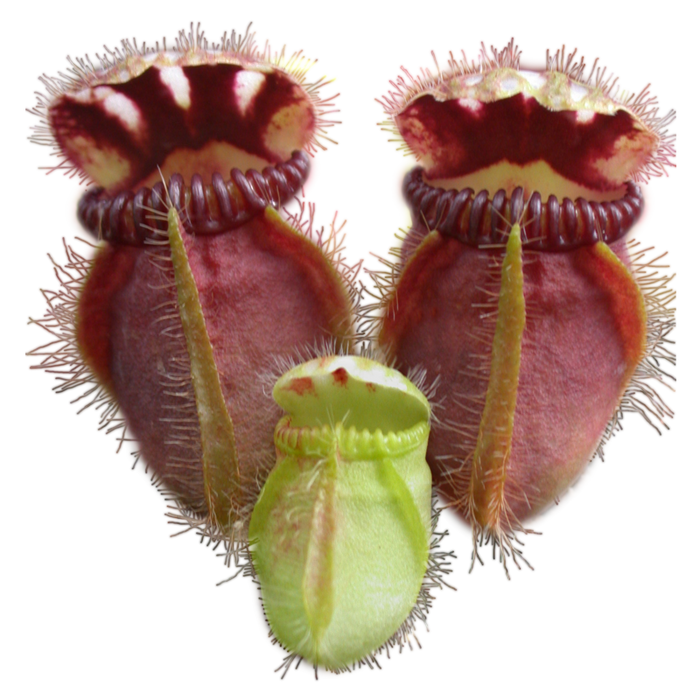 Carnivorous Plant Scientific Classification