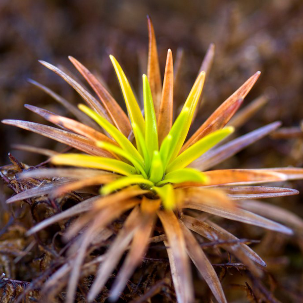 Quasi Carnivorous Plants