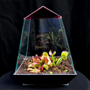Carnivorous Plant Terrarium Oblelisk