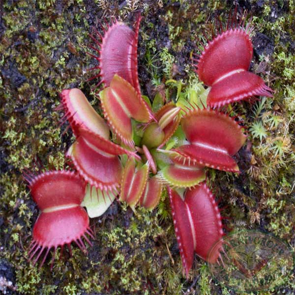 Venus Flytraps