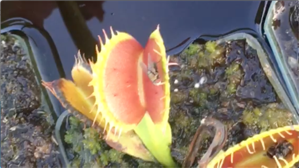 VFT captures Georgia housefly