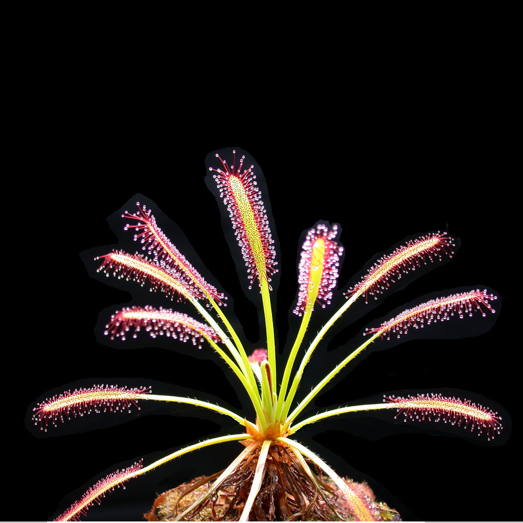 Sundew Plant Seeds For Sale Carnivorous Plant Nursery