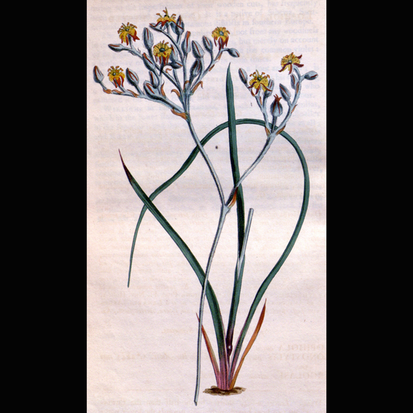 Golden Crest | | Carnivorous Plant Nursery