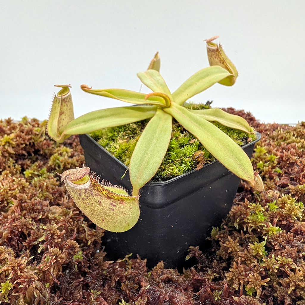 Nepenthes albomarginata