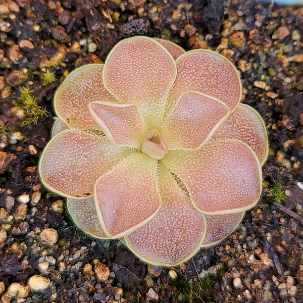 Sethos Butterwort | | Carnivorous Plant Nursery