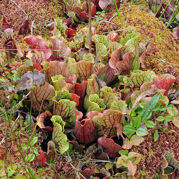 Sarracenia purpurea for sale