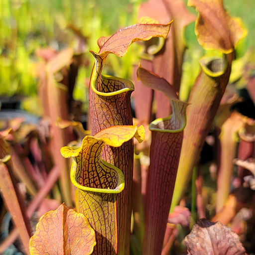 Sarracenia rubra wherryi x alabamensis wherryi | | Carnivorous Plant Nursery
