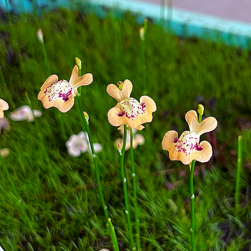 Utricularia fulva