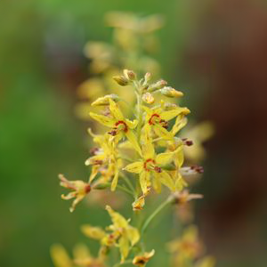 Bog Candles | | Carnivorous Plant Nursery