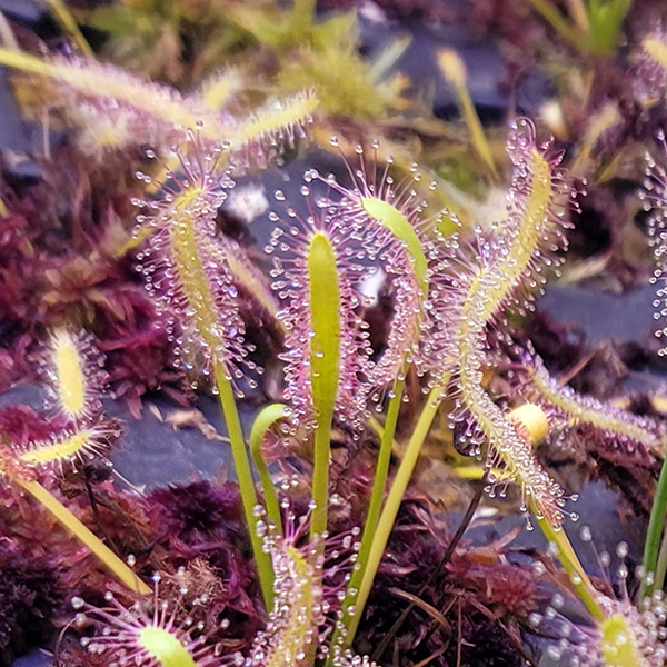 Drosera capensis - Pink Form | | Carnivorous Plant Nursery