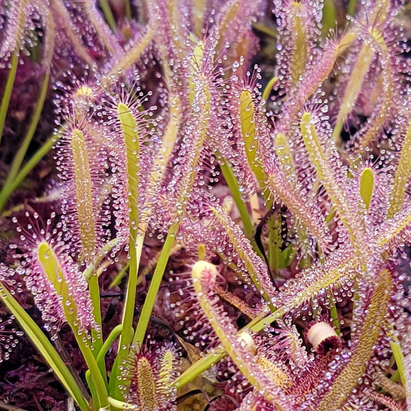 Drosera capensis - Pink Form | | Carnivorous Plant Nursery