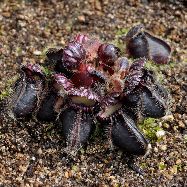 Cephalotus follicularis | | Carnivorous Plant Nursery