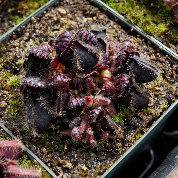 Cephalotus follicularis | | Carnivorous Plant Nursery
