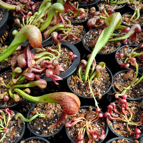 Cobra Lily | | Carnivorous Plant Nursery