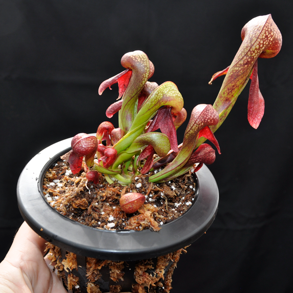 Cobra Lily | | Carnivorous Plant Nursery