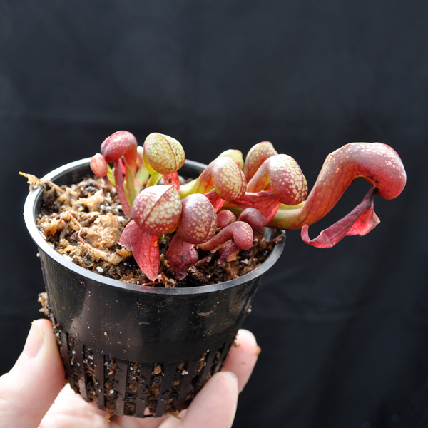 Cobra Lily | Medium - 3.5" Potted | Carnivorous Plant Nursery