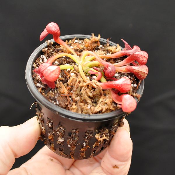 Cobra Lily | Small - 2.5" Potted | Carnivorous Plant Nursery