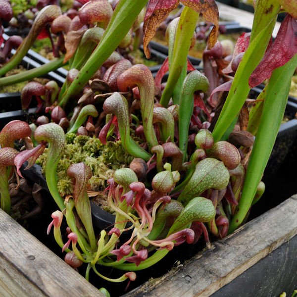 Cobra Lily | | Carnivorous Plant Nursery