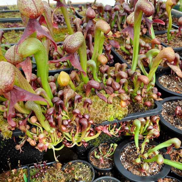 Cobra Lily | | Carnivorous Plant Nursery