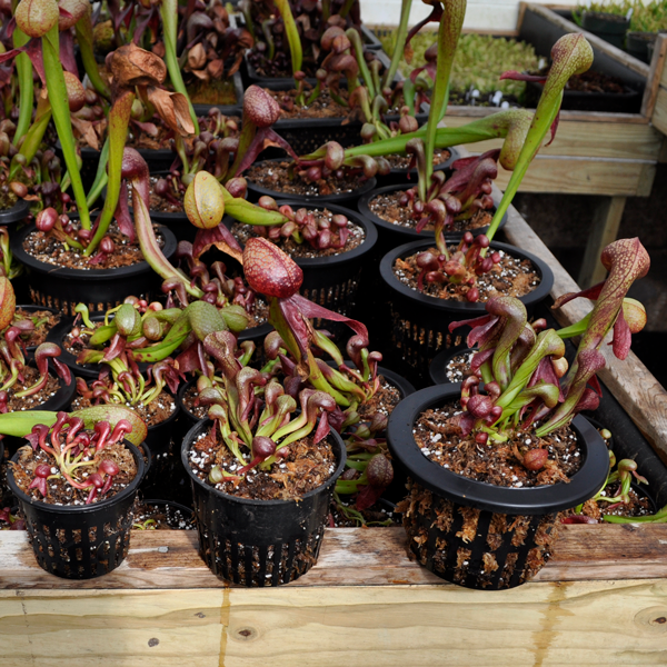 Cobra Lily | | Carnivorous Plant Nursery