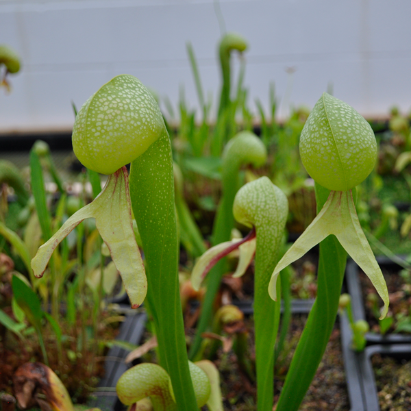 Cobra Lily | | Carnivorous Plant Nursery