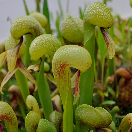 Cobra Lily | Large - bare root | Carnivorous Plant Nursery
