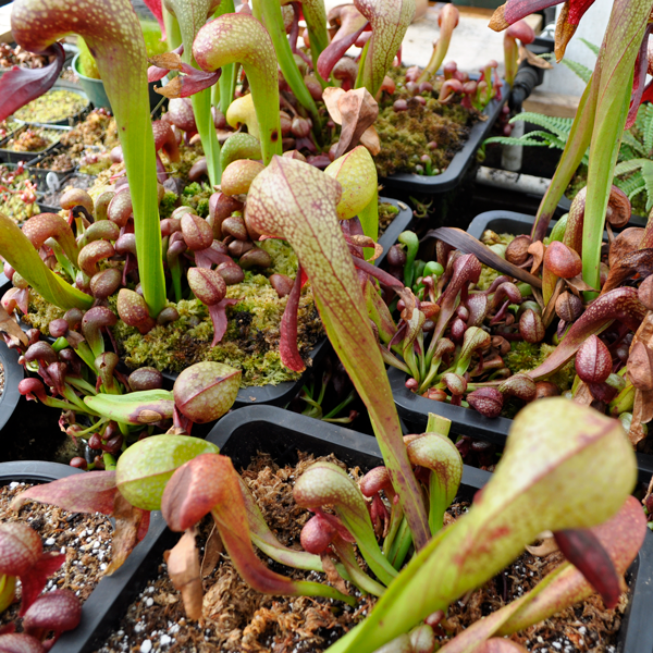 Cobra Lily | | Carnivorous Plant Nursery