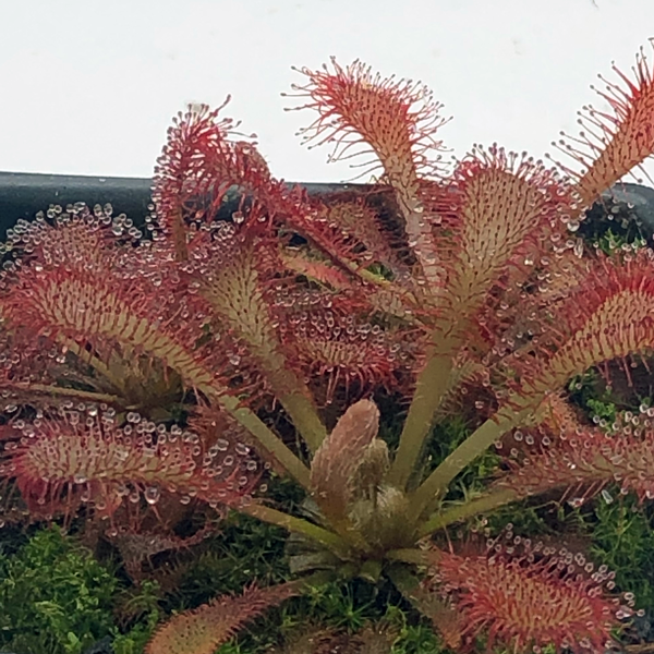 Drosera x Alexandrite Aster | | Carnivorous Plant Nursery