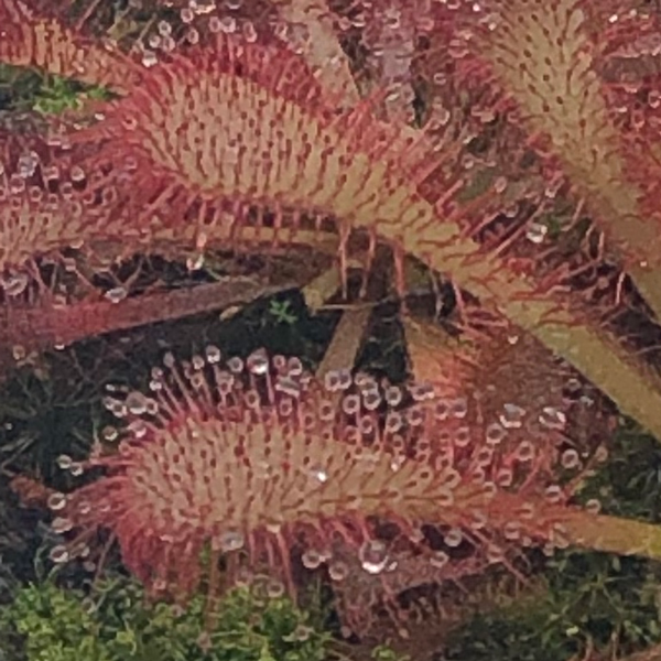 Drosera x Alexandrite Aster | | Carnivorous Plant Nursery