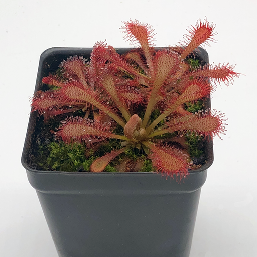 Drosera x Alexandrite Aster