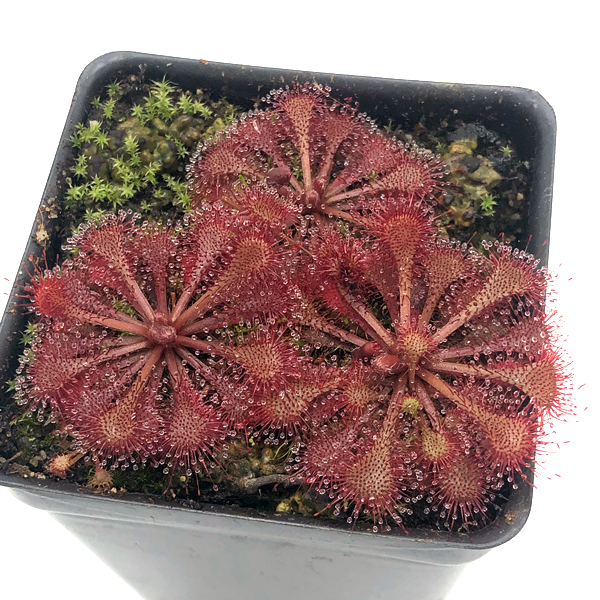 Drosera brevifolia x tokaiensis | | Carnivorous Plant Nursery