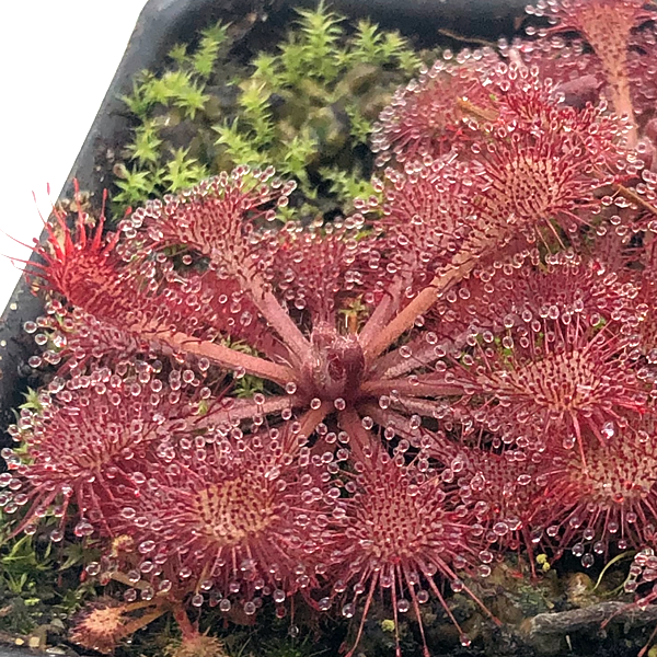 Drosera brevifolia x tokaiensis | | Carnivorous Plant Nursery