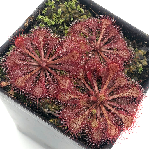 Drosera brevifolia x tokaiensis | | Carnivorous Plant Nursery