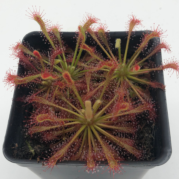 Drosera x Childhood Wishes | | Carnivorous Plant Nursery